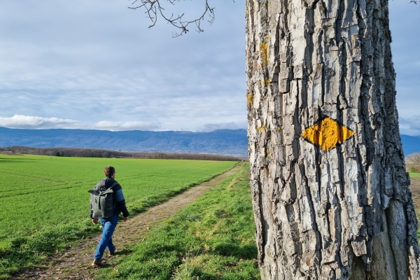 Promenade dans la campagne genevoise