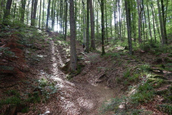 Le panoramiche colline di Herzogenbuchsee