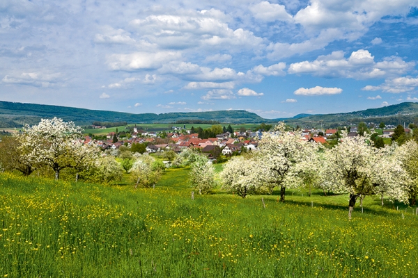 Arbres en fleurs dans le Laufonnais