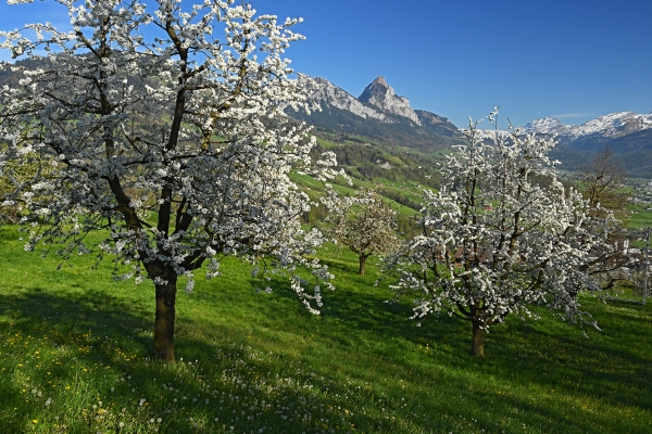 Le Wildspitz en fleurs