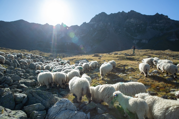 Du Schwarzhorn au Weisshorn