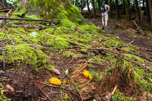 Dans la forêt de Grauholz, près de Berne