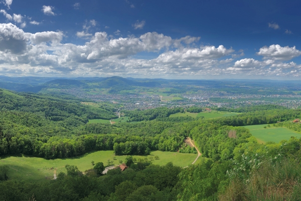 Nel paradiso dei ciliegi