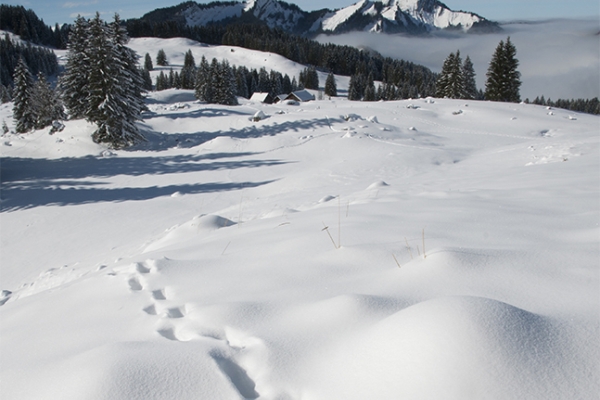 Appenzello innevato