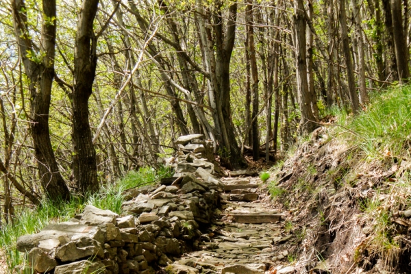 Smaragdeidechsen im Kastanienwald