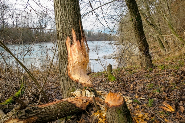 Sur le chemin de rive en direction de Berne