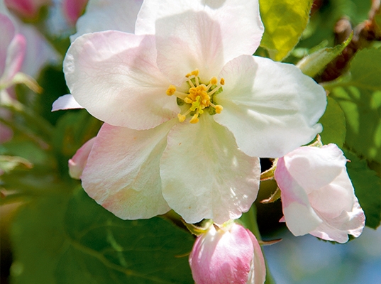 Arbres en fleurs dans le Laufonnais