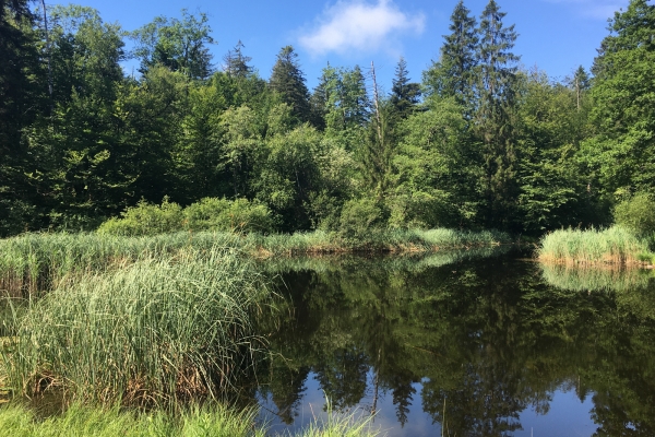 Ilot de sérénité dans le Chernwald