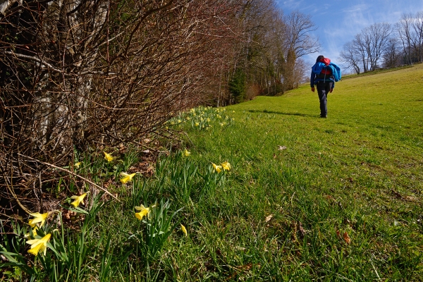 Narcisses en Haute-Ajoie