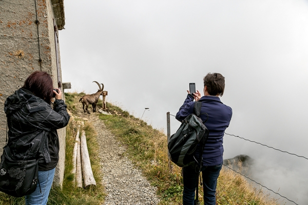 Auf dem Steinbock-Trek aufs Rothorn