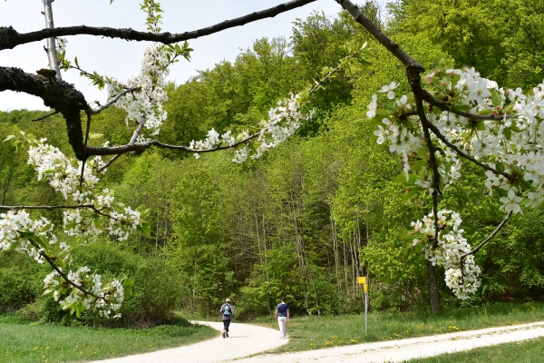 Le Schwarzbubenland au temps des cerises