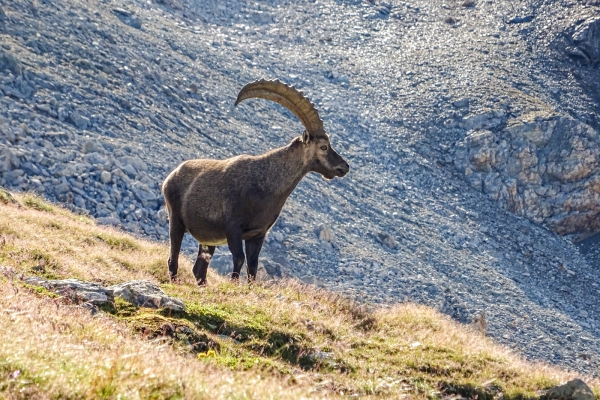 Pavot des Alpes et bouquetins