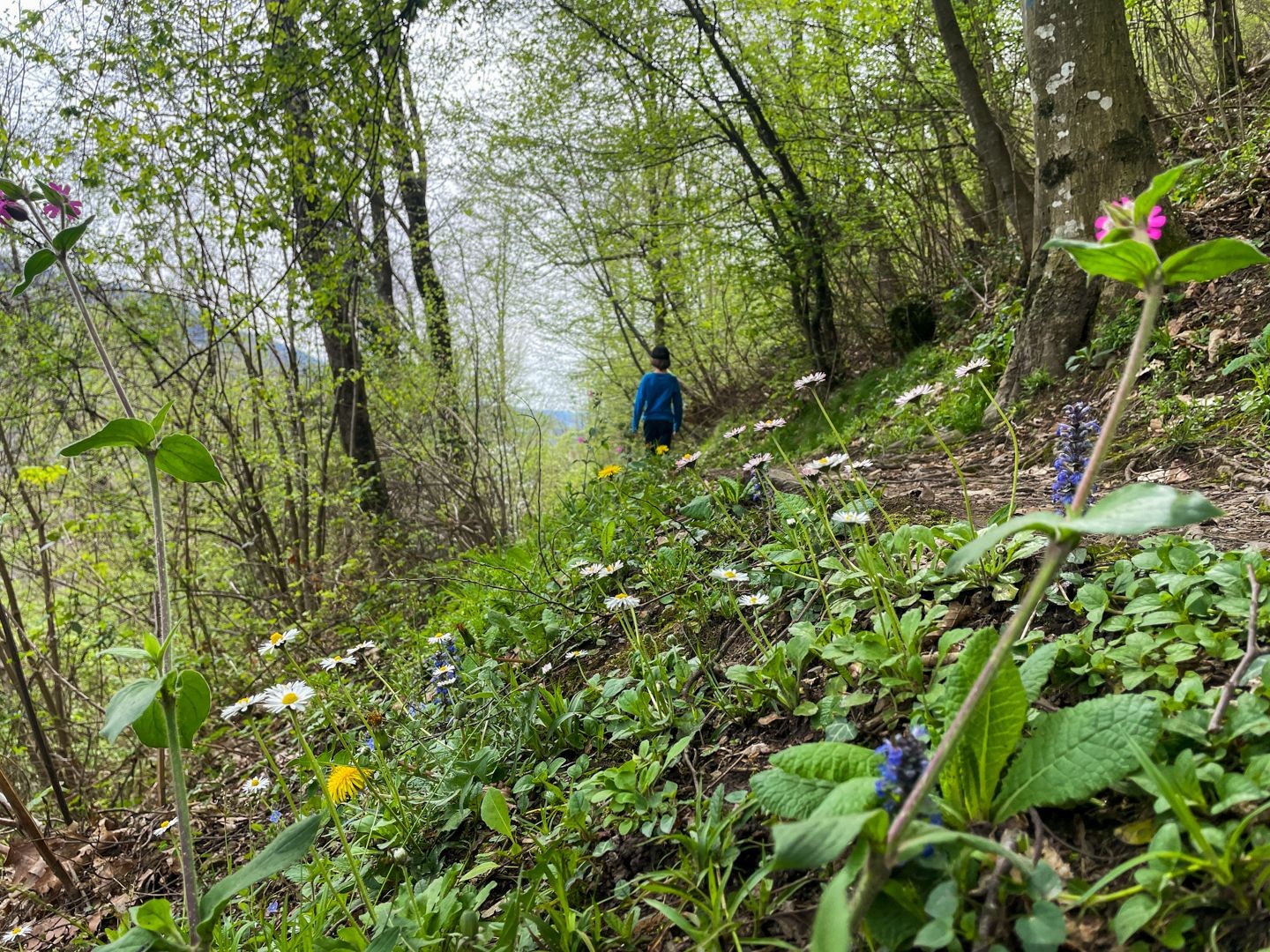 Le paysage se verdit dans la vallée de Muggio.