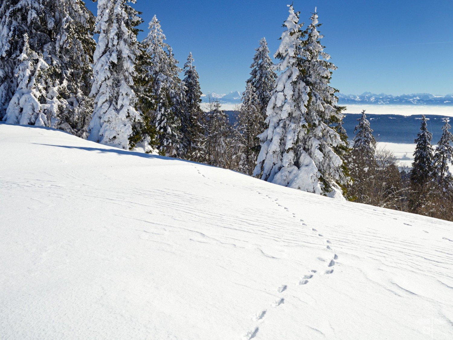 Par beau temps, la vue sur la crête des Alpes est magnifique, et l’on voit régulièrement de nombreuses traces d’animaux dans la neige.