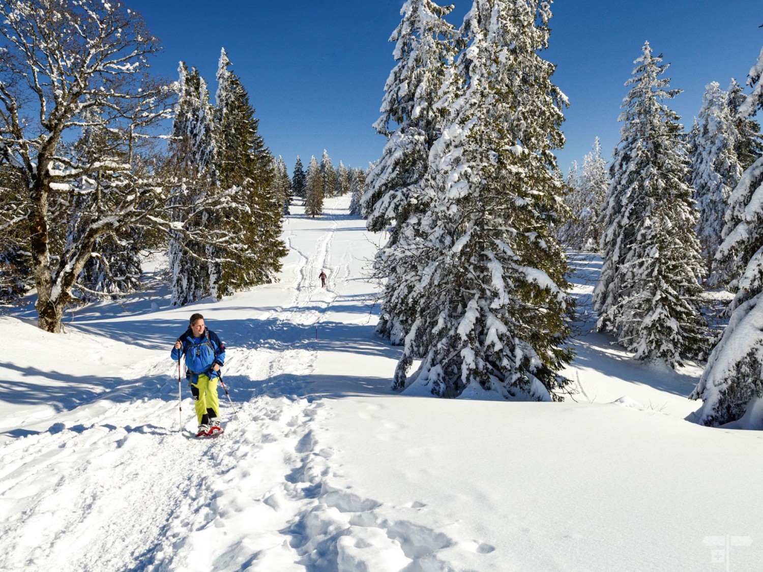 Les immenses sapins enneigés apportent une touche féérique au parcours.