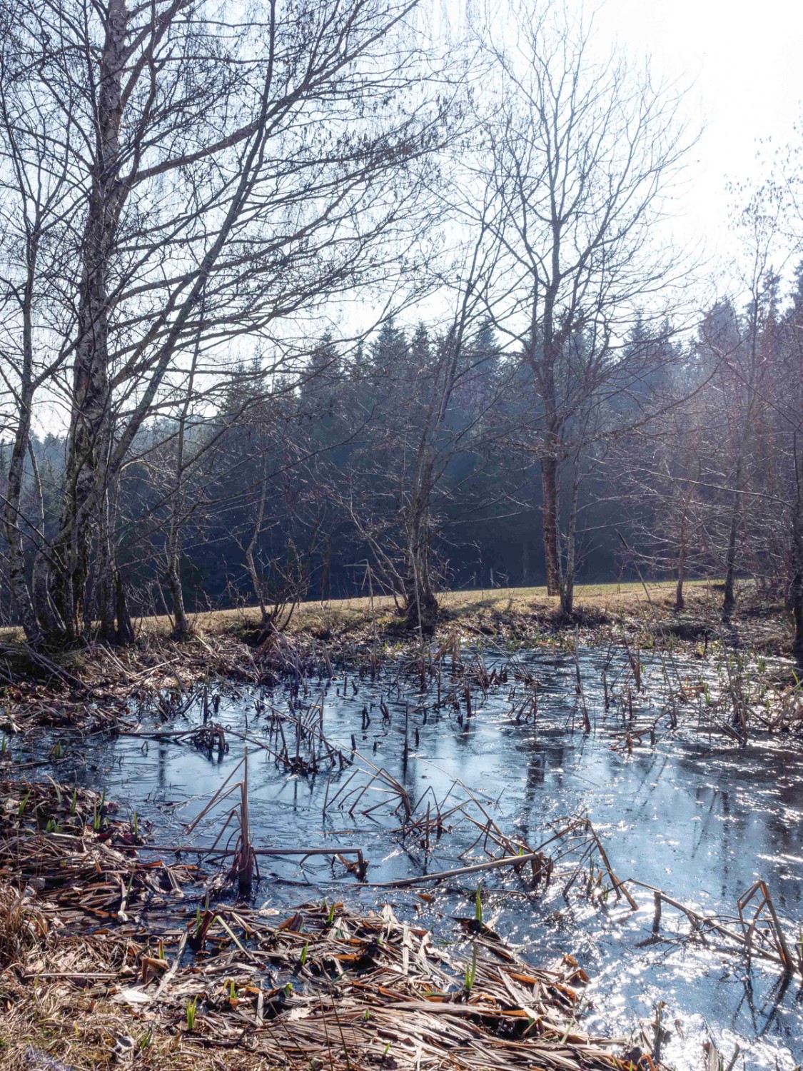 Ein Weiher nahe der Klinik im Hasel. Bild: Barbara Graber