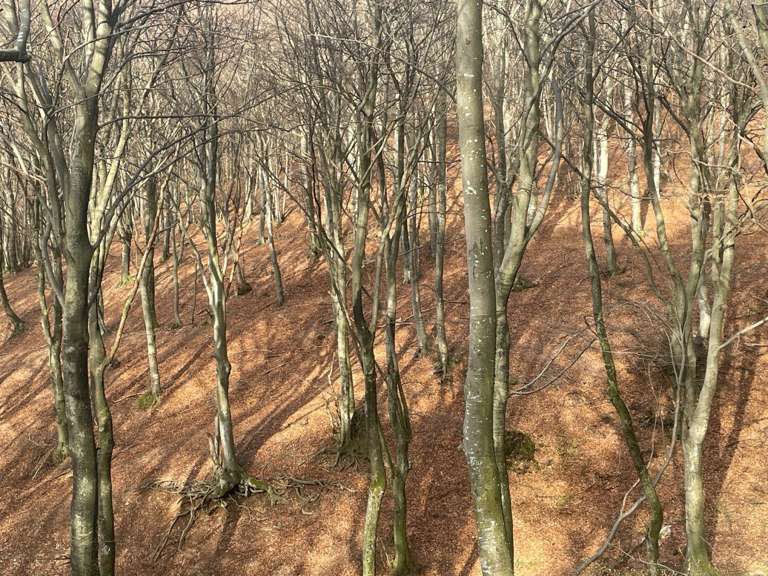 Nature dénudée sur le chemin de randonnée au Monte Generoso.