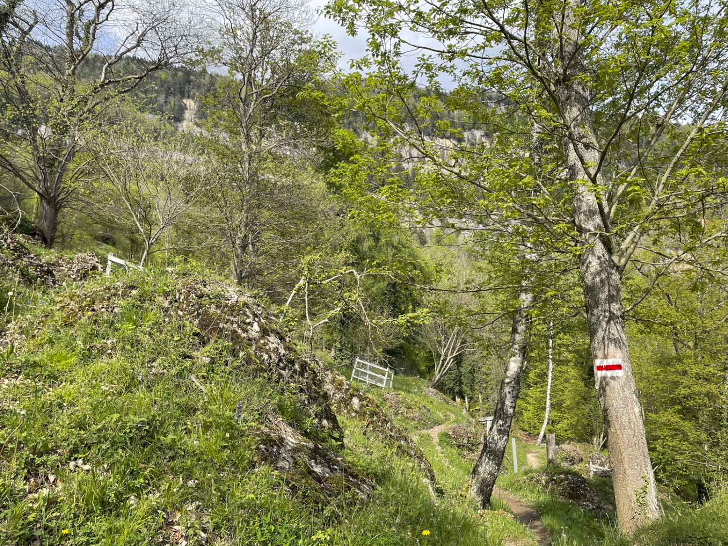 Im Naturschutzgebiet Chesteneweid. Bild: Rémy Kappeler