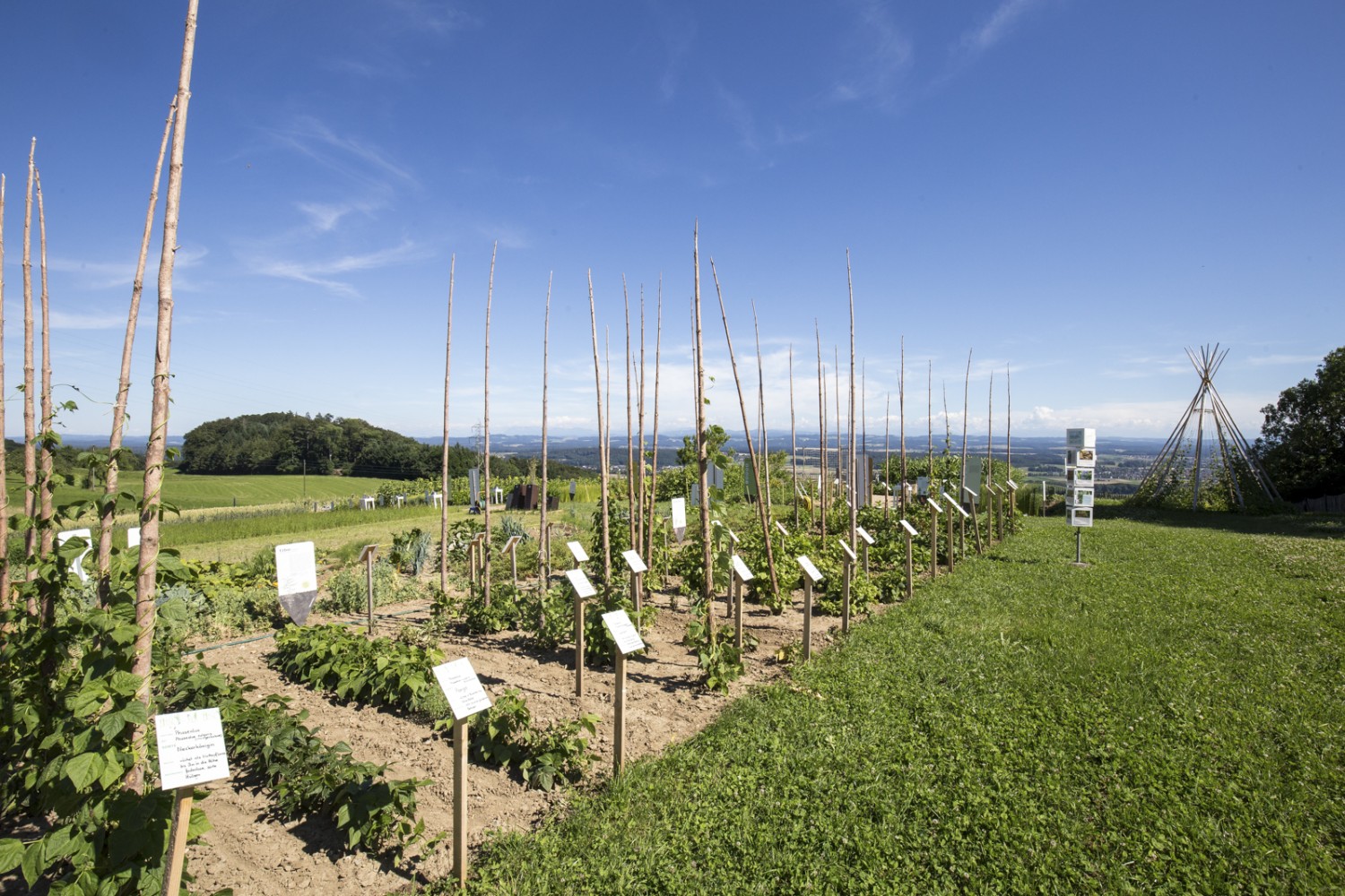 Dans le Champ du Monde d’Attiswil pousse tout ce que nous consommons. Chaque être humain dispose de 2000 mètres carrés de terres arables. Photo: Daniel Fleuti 