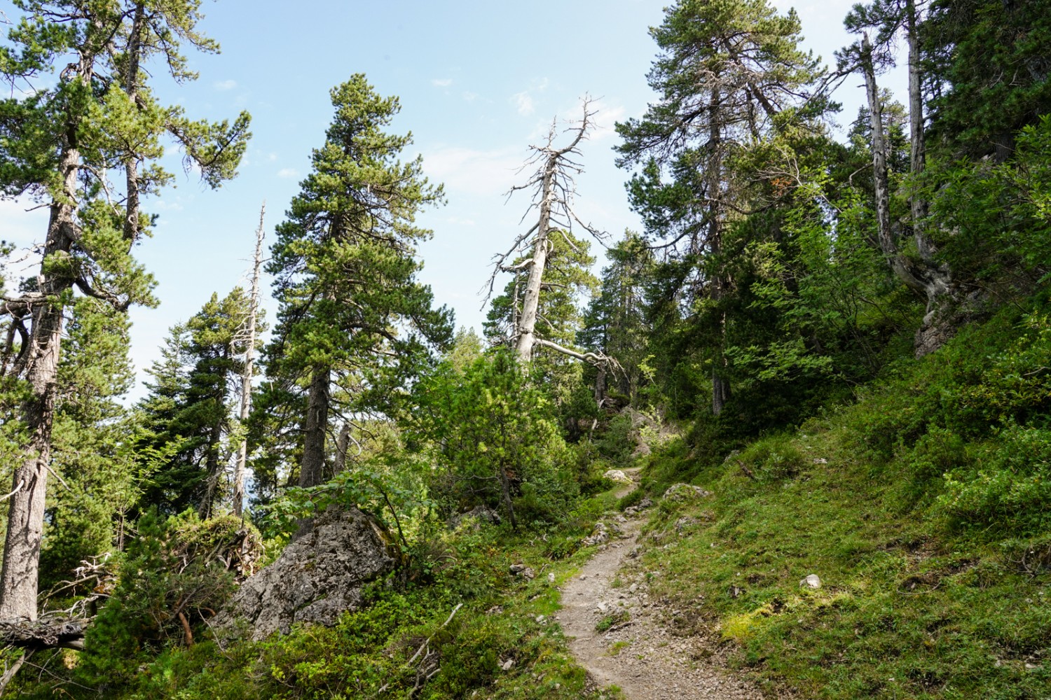 Bergföhrnwald beim Richtershüttli. Bild: Reto Wissmann