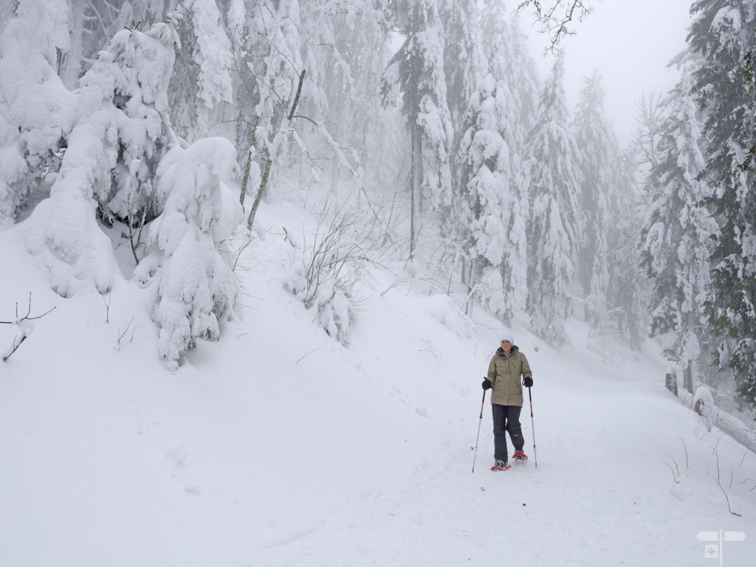 Le brouillard enveloppe la forêt et le givre s’accroche aux branches.